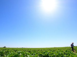 Câmp de culturi ecologice cu un fermier la lucru.