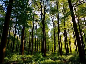 Pădure verde din România, copaci înalți și lumină naturală.