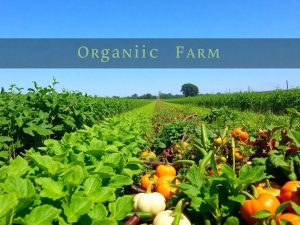 Peisaj agricol ecologic cu plante și legume sănătoase.